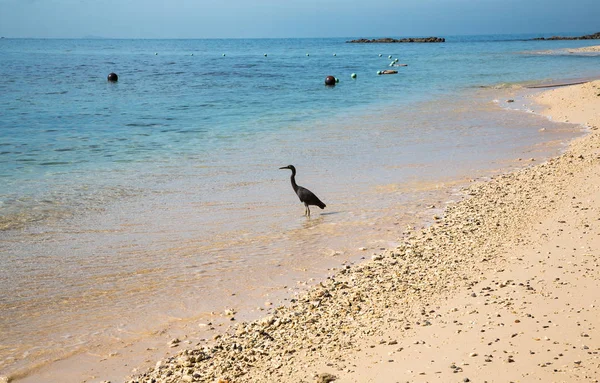 Una hermosa playa en Kota Kinabalu — Foto de Stock