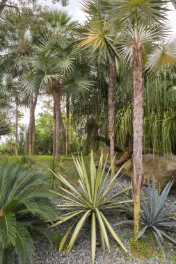 Asya'nın tropikal bir ortamda tropikal ağaçlar