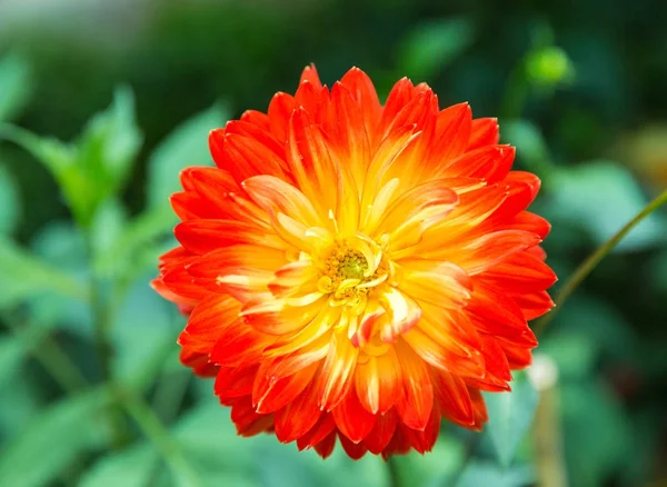 Renkli dahlia bitkiler Asya çeşitli