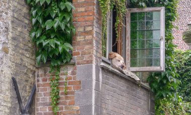 Köpek uyku ile Bruges'deki kanaldan görüntülemek