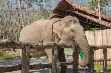 Bir kurtarma kutsal emeklilik zevk fil