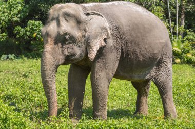 Bir kurtarma kutsal emeklilik zevk fil