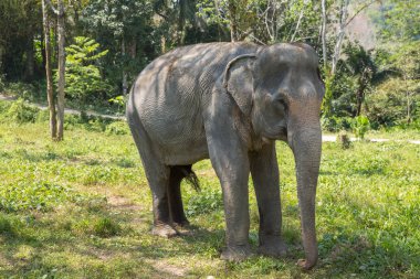 Bir kurtarma kutsal emeklilik zevk fil