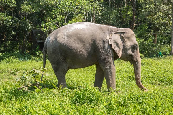 Elefante disfrutando de su retiro en un santuario de rescate — Foto de Stock