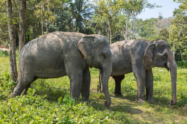 Elefante disfrutando de su retiro en un santuario de rescate — Foto de Stock