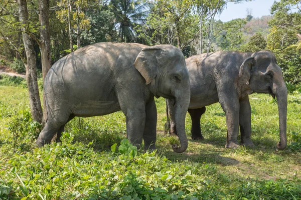 Elefante disfrutando de su retiro en un santuario de rescate — Foto de Stock