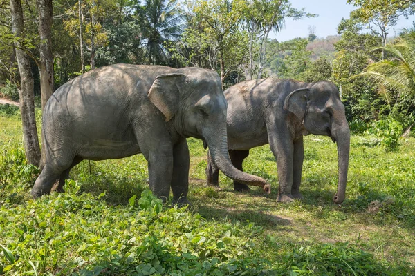 Elefante disfrutando de su retiro en un santuario de rescate — Foto de Stock