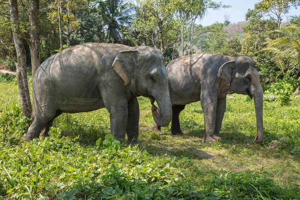 Elefante disfrutando de su retiro en un santuario de rescate — Foto de Stock