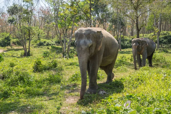 Elephant enjoying their retirement in a rescue sanctuary — Stock Photo, Image