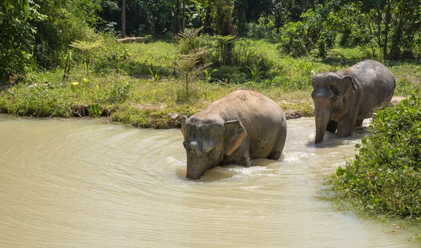 Elefante disfrutando de su retiro en un santuario de rescate — Foto de Stock