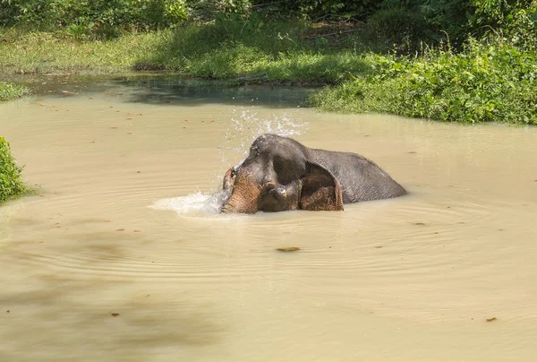 Elefante disfrutando de su retiro en un santuario de rescate — Foto de Stock