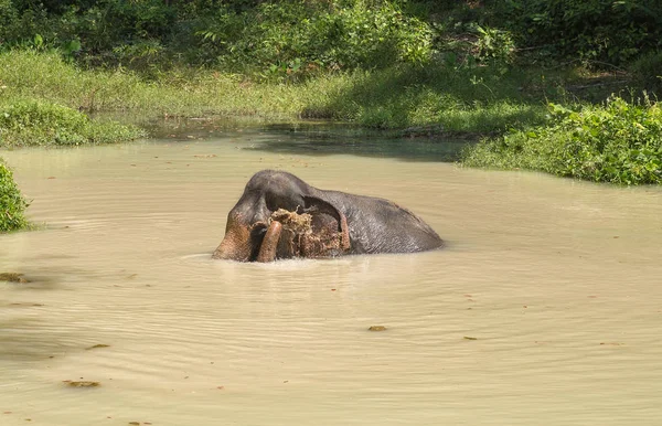 Éléphant profitant de leur retraite dans un sanctuaire de sauvetage — Photo