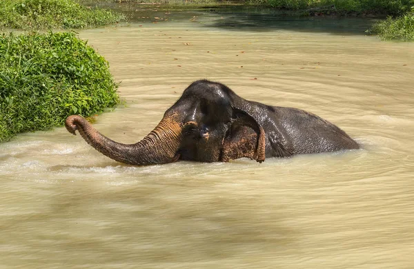 Elephant enjoying their retirement in a rescue sanctuary — Stock Photo, Image