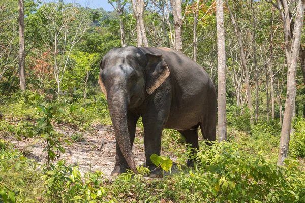 Elefante disfrutando de su retiro en un santuario de rescate — Foto de Stock