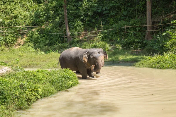 Elefante disfrutando de su retiro en un santuario de rescate — Foto de Stock