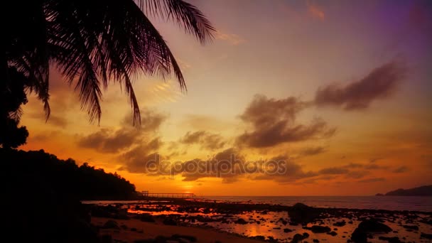 Pôr-do-sol romântico oceano com folhas de palma — Vídeo de Stock