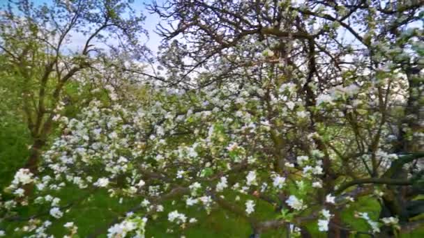 Maçã flores pan — Vídeo de Stock