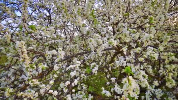 Träd blommor pan — Stockvideo