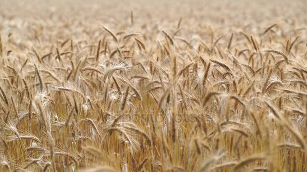 Uši zlaté pšenice — Stock video