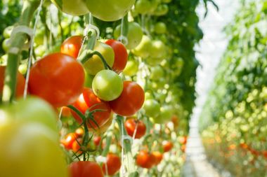  sera içinde olgun domates