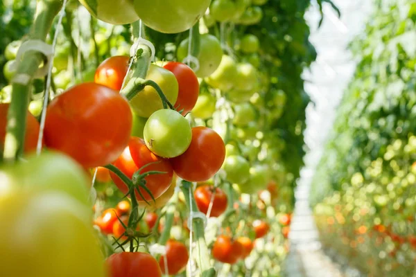 Sera içinde olgun domates — Stok fotoğraf
