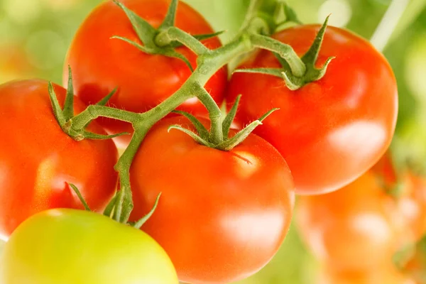 Стиглі помідори в теплиці — стокове фото