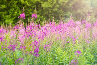 Bir tarlada çiçek açan söğüt çiçeği (İvan çayı, ateş otu, epilobiyum çiçeği) 