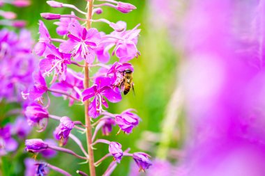  Close-up of a bee feeding on a blooming flowers of Willow-herb (Ivan tea, fireweed, epilobium flower ) in a  field  clipart