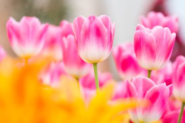 Bahçede çiçek açan renkli bahar lalelerinin güzel manzarası. Bahar duvar kağıdı. Çiçek tebrik kartı arkaplanı. Yumuşak seçici odak