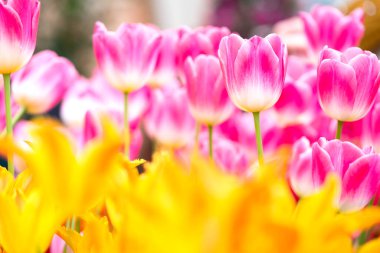 Bahçede çiçek açan renkli bahar lalelerinin güzel manzarası. Bahar duvar kağıdı. Çiçek tebrik kartı arkaplanı. Yumuşak seçici odak