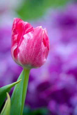 Bahçede çiçek açan renkli bahar lalelerinin güzel manzarası. Bahar duvar kağıdı. Çiçek tebrik kartı arkaplanı. Yumuşak seçici odak