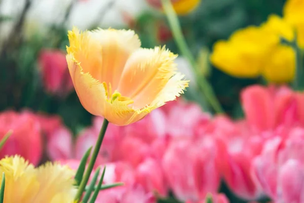 庭のカラフルな春咲きのチューリップの花の美しい景色 春の壁紙 花のグリーティングカードの背景 柔らかい選択的フォーカス — ストック写真