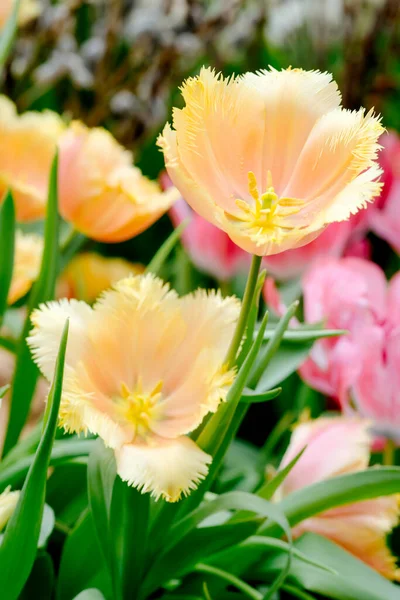 Piękny Widok Kolorowe Wiosenne Kwiaty Tulipanów Ogrodzie Wiosenna Tapeta Kwiat — Zdjęcie stockowe
