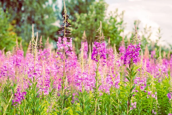 Blühende Blüten Von Weidenkraut Ivan Tee Feuerkraut Epilobium Blume Auf — Stockfoto