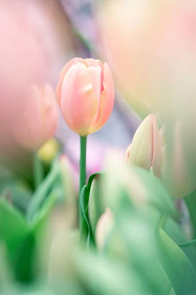 庭のカラフルな春咲きのチューリップの花の美しい景色 春の壁紙 花のグリーティングカードの背景 柔らかい選択的フォーカス — ストック写真