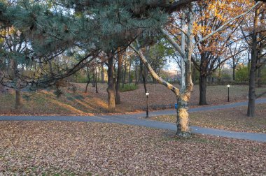 Central Park, New York yolları crossing