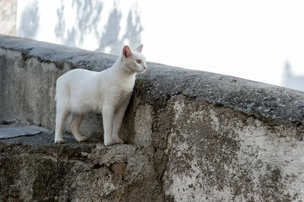 Beyaz kedi boşaltmak duvar üzerinde seyir