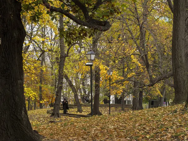 Ölü yaprak üzerinde Sonbahar Park, Sofia, Bulgaristan