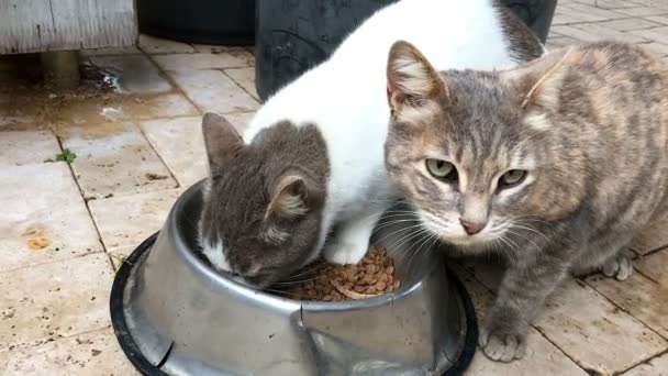 cats sharing bowl