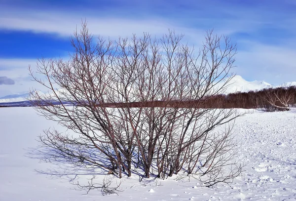 Зимове дерево в полі — стокове фото