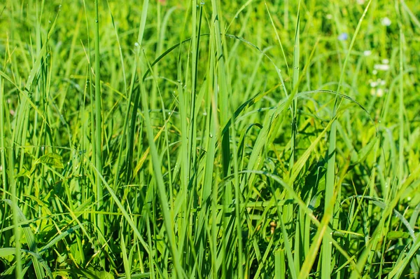 Groene achtergrond door het verse gras — Stockfoto
