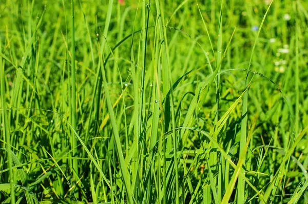 Achtergrond met groene gras — Stockfoto
