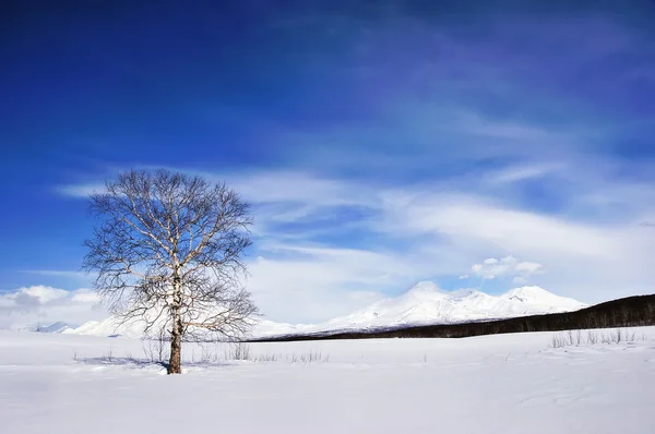 Arbre sur champ d'hiver et ciel bleu — Photo