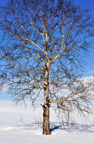 Zimní strom na poli — Stock fotografie