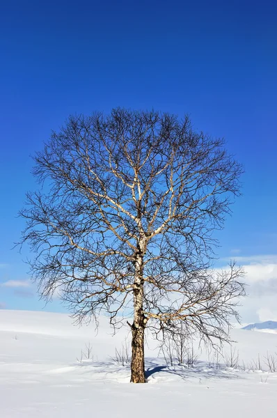 Alone frozen tree in field — Stock Photo, Image