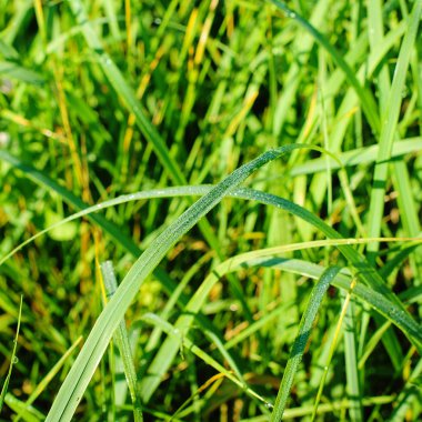 su damlacığı ile taze yeşil çimen