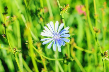 Leylak çiçeği ile güzel bahar arka plan.