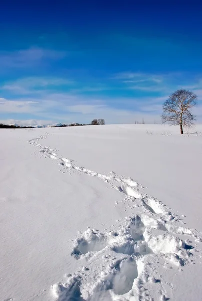 Huellas en la nieve profunda y un árbol en el horizonte . — Foto de Stock