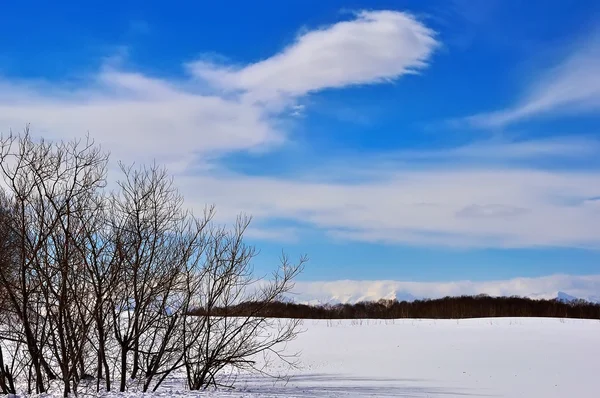 美しい冬の風景。W — ストック写真