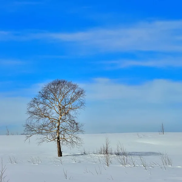 在冬天的旷野上冻的树 — 图库照片